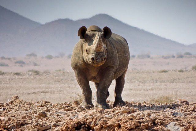 Conservancy Rhino Ranger Incentive Program in Namibia