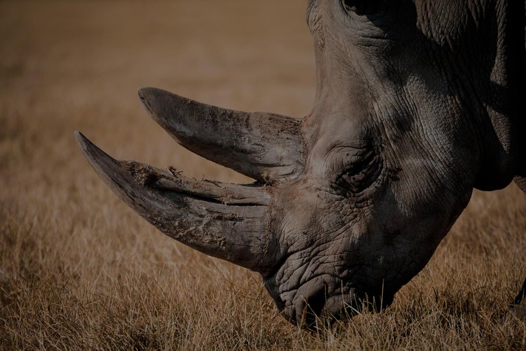 rhino-header.jpg