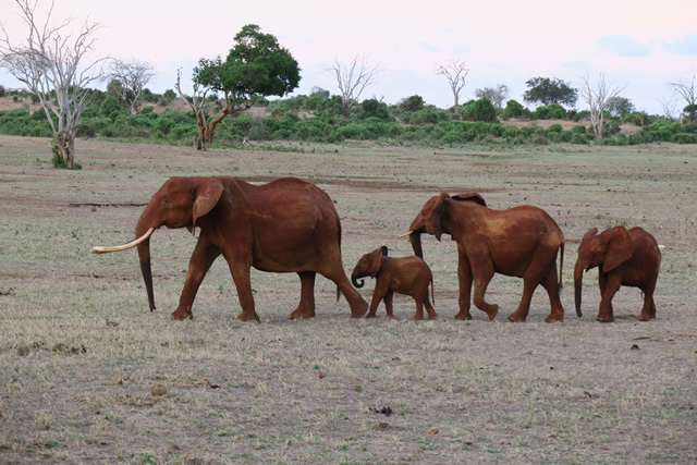 tenBoma in Kenya