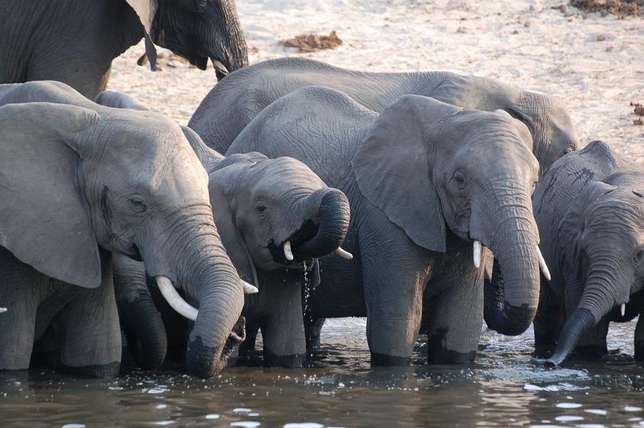 elephants drinking from watering hole