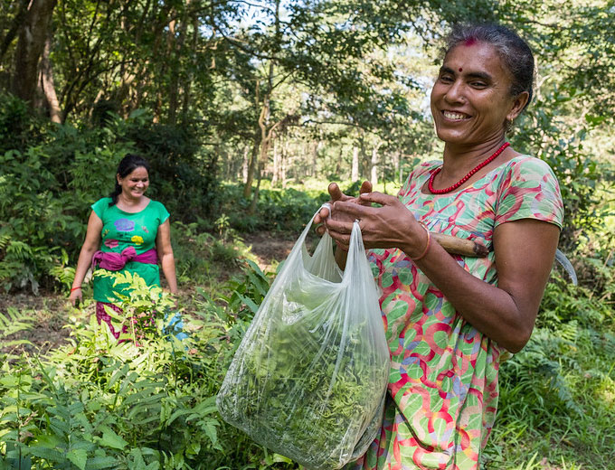 Musahar women collecting ferns for personal consumption