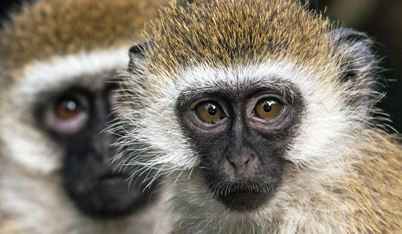 Monkeys close up