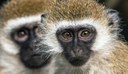 Monkeys close up