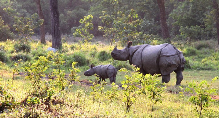 Mama and Baby Rhino