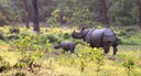 Mama and Baby Rhino