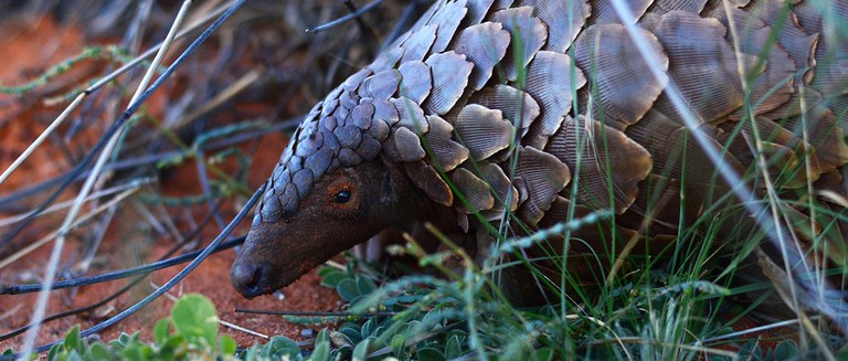 Temminck's Pangolin