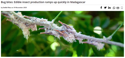 Bug bites: Edible insect production ramps up quickly in Madagascar