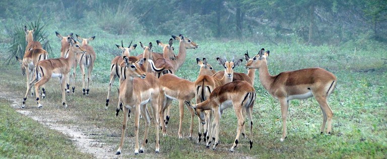 Impalas