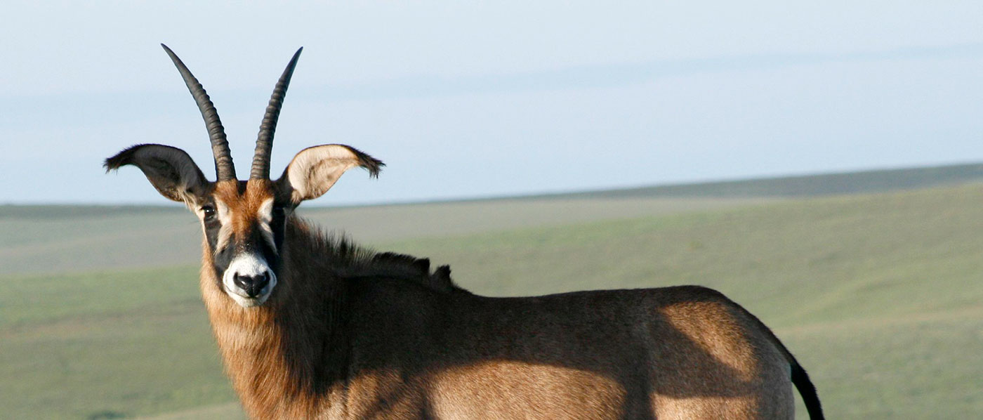 Roan Antelope Solo