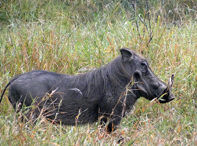 Warthog in Mozambique