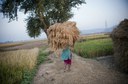 India's rice revolution – audio slideshow