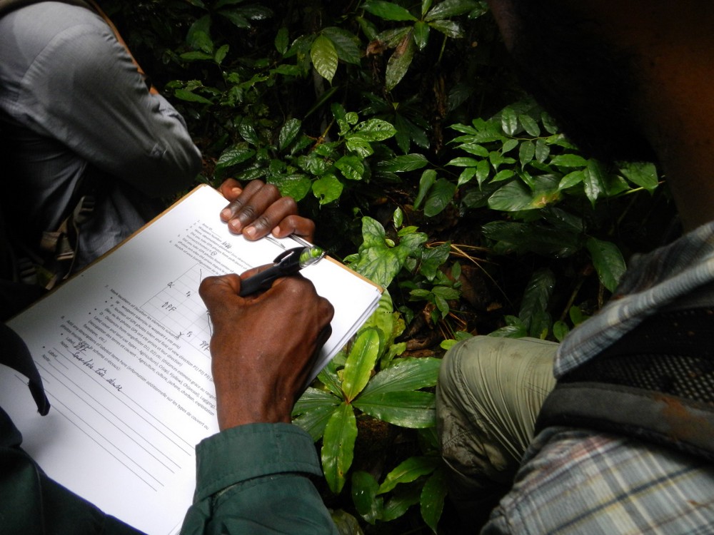 Carbon sampling in peatlands forest in Democratic Republic of Congo