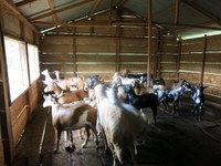 Cattle ranching is a CARPE livelihood activity in the Ituri Landscape in the eastern DRC