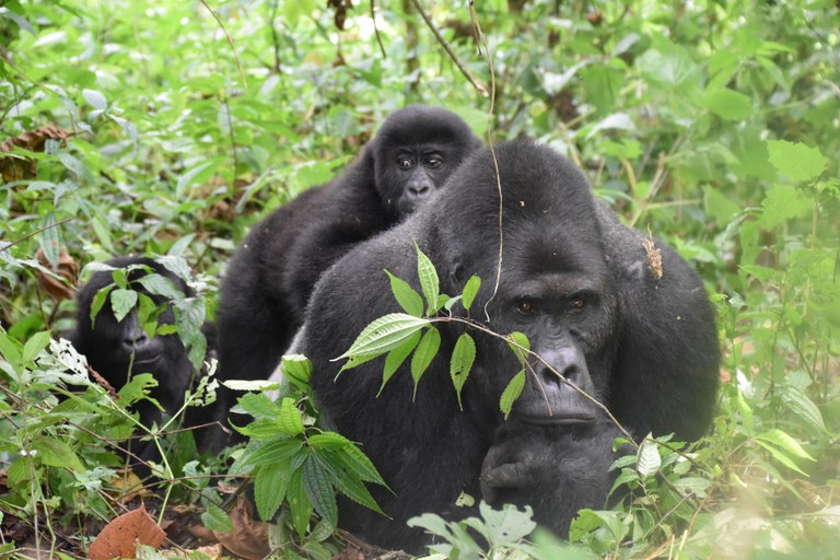 Gorillas are one of many species in the forests of the Congo Basin