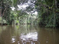 One of the rivers running through the Sapo forest in Liberia