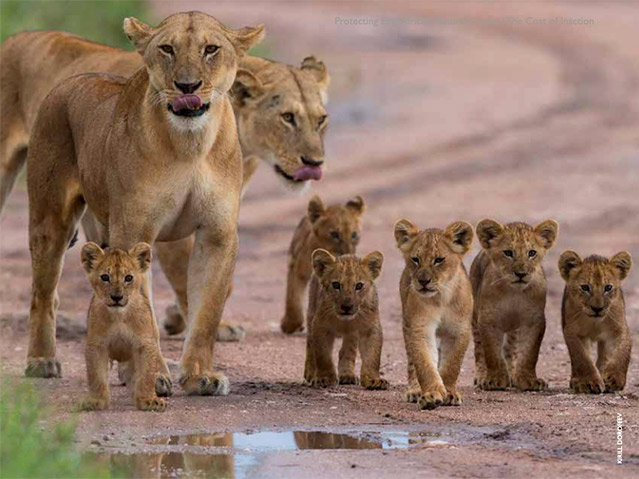lions-and-cubs.jpg