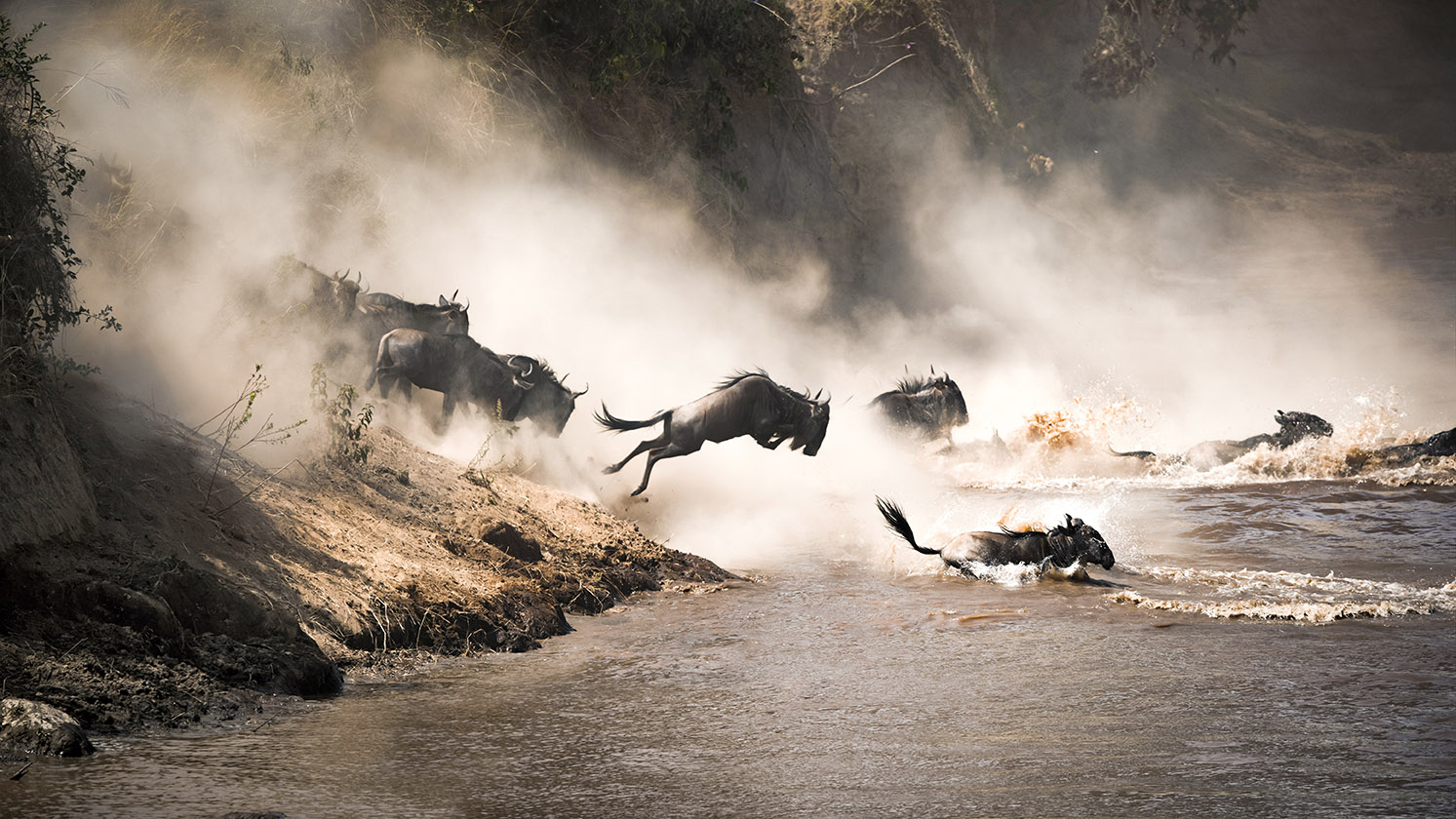 Wildebeest Crossing Mara River During Annual Migration