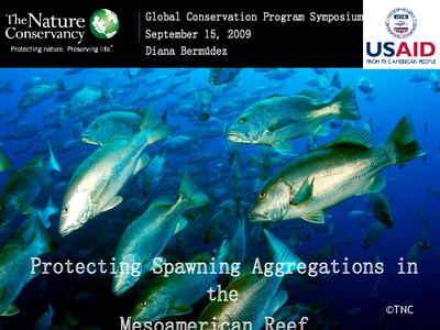 Protecting Spawning Aggregations in the Mesoamerican Reef