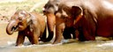 elephants-in-river.jpg