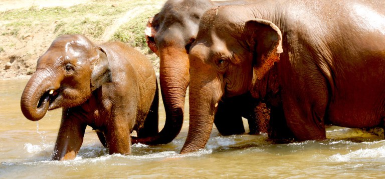 elephants-in-river.jpg
