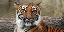 Indochinese_Tiger.jpg