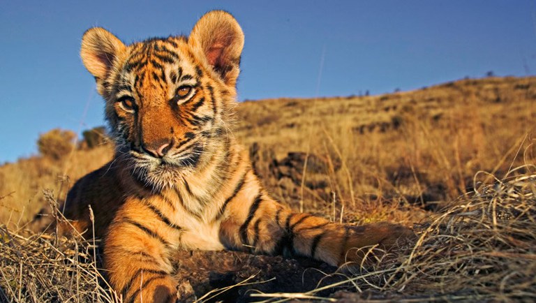 tiger-cub.jpg