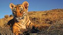 tiger-cub.jpg