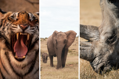 World Tiger, Elephant and Rhino Days 2021