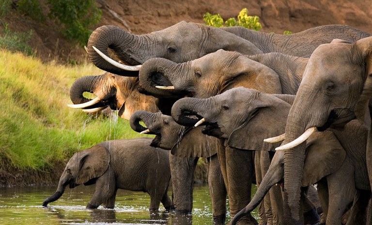 Elephants at watering hole.