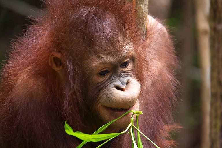 orangutan-1950011.jpg