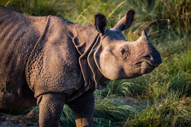 Greater One-horned Rhinoceros in Chitwan National Park, Nepal