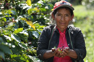 A woman gathers coffee grown at the Experimental Center for Coffee in San Ignacio, Peru Eastern Cordillera Real Landscape. Photo by Juan Carlos Isaza - Natibo/WWF.