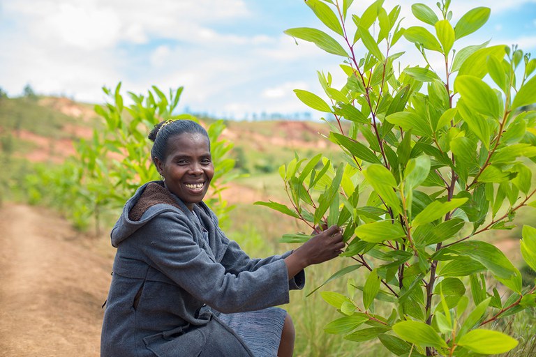 Mirarisoa village, Haute Matsiatra Region in Central Madagascar. April 9, 2019.  The acacia tree is highly recommended for reforestation because of its rapid growth. It is possible to obtain an acacia forest within five years after planting. The ASOTRY project chose this type of tree for its reforestation activity because it nourishes the soil by fixing nitrogen and restoring fertility benefits, and because it retains water. Marie, a nursery agent, planted 5,500 seedlings of acacia on her family's land.