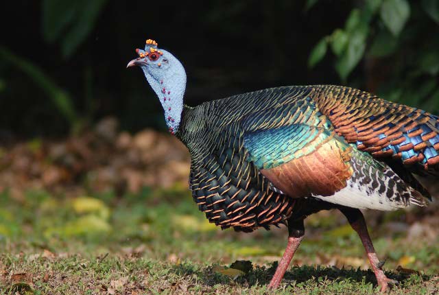 A Crop of One of the Turkeys from Guatemala 1