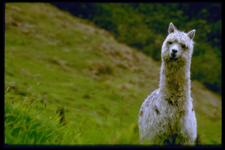 Alpaca from Ecaudor (All Things Alpaca)