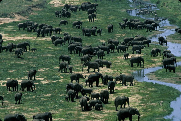 East African Elephants at Tarangire, Tanzania (Photo 2)