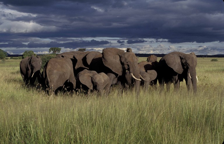  East African Elephants in Tarangire, Tanzania (Photo 1)