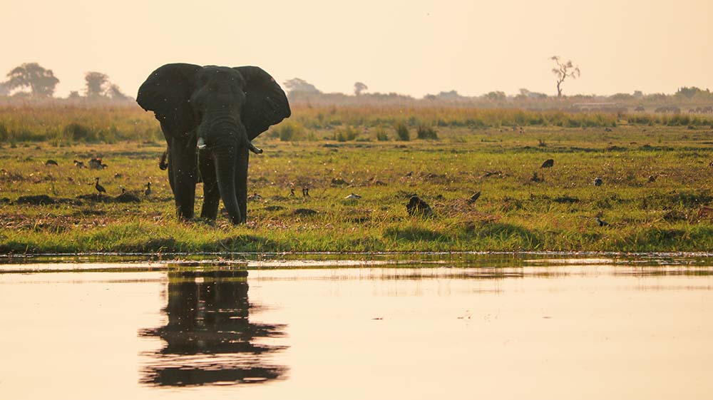 Photo credit: VukaNow ---  Description: Elephants play an important role in dispersing seeds, trampling ground to create natural fire breaks, and creating water access for smaller animals through their digging. Their loss would have a cascading effect on the environment, other animal species, and human populations. Tens of thousands of elephants are killed every year for their ivory tusks. While populations have recovered in some parts of southern Africa, poaching remains a significant problem in other parts of the continent, and VukaNow supports work to eliminate this threat.