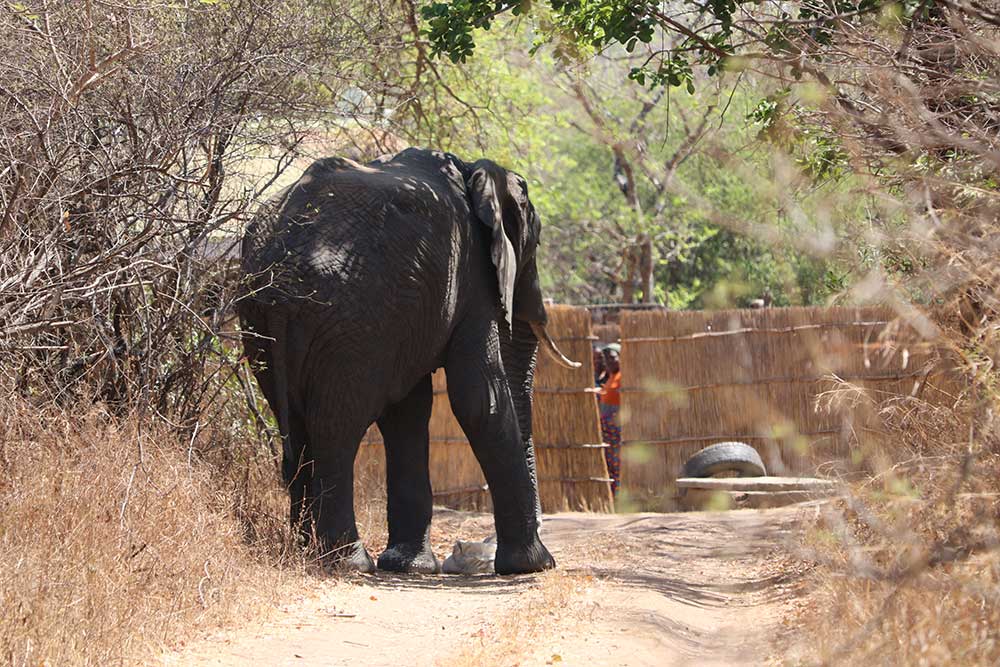 Many communities in southern Africa live in close proximity to wildlife, which poses unique challenges for them, and for conservation. Photo credit: VukaNow Description: Although poverty is often acknowledged to be a key driver of wildlife crime, it is also becoming clear that communities that suffer from human-wildlife conflict and those that do not receive any benefits from protected areas are more likely to be involved in certain types of wildlife crime, especially illegal hunting, be it for subsistence e.g. bushmeat, or for retaliation. Additionally, many of the species impacted most by wildlife crime, such as lions and elephants, are also directly impacted by human-wildlife conflict. Ultimately, community buy-in is paramount when it comes to the success of many initiatives to combat wildlife crime, and in order to fully achieve this buy-in, we must often also address the issue of human-wildlife conflict.