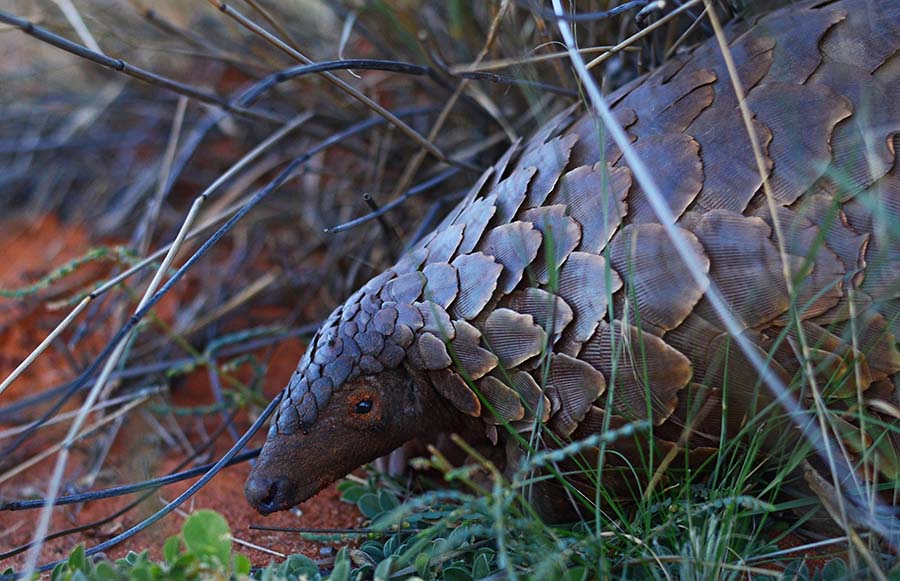 Photo credit: Shutterstock Description: Throughout many parts of sub-Saharan Africa, pangolins eat ants and termites, acting as a natural check to keep these populations from multiplying out of control. But these elusive creatures are sadly frequent victims of wildlife crime and unanimously considered the most heavily traded mammals globally for their meat and scales. It is estimated that more than 1 million pangolins have been poached in the last decade alone. VukaNow supports concerted efforts to end the illegal trafficking of pangolins and restore these populations before it’s too late.