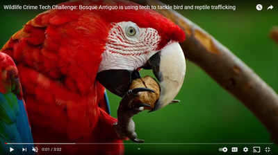 Bosque Antiguo is using tech to tackle bird and reptile trafficking