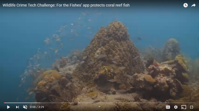 For the Fishes’ app protects coral reef fish