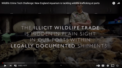 New England Aquarium is tackling wildlife trafficking at ports