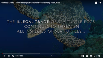 Paso Pacifico is saving sea turtles