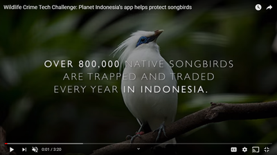 Planet Indonesia’s app helps protect songbirds