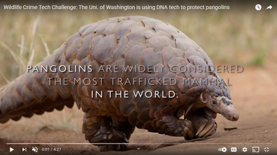 The Uni. of Washington is using DNA tech to protect pangolins