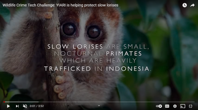 YIARI is helping protect slow lorises