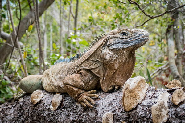 A Critically Endangered Jamaican Rock Iguana rests within the Hellshire Hills, Portland Bight Protected Area, Jamaica. The International Iguana Foundation, with the support of USAID, through the Caribbean Regional Program of USFWS, works with local stakeholders to protect and manage this iconic endemic species. Once thought to be extinct, this species was rediscovered in the 1990s and has since been the focus of intensive conservation efforts. Preliminary surveys located only a handful of old individuals. Through invasive species control, protection and monitoring, and a head starting program, more than 600 iguanas now reside within the Hellshire Hills, making this a globally recognized conservation success on track to becoming a self-sustaining species in the near future. Location: Hellshire Hills, Jamaica Photographer: Joey Markx, International Iguana Foundation