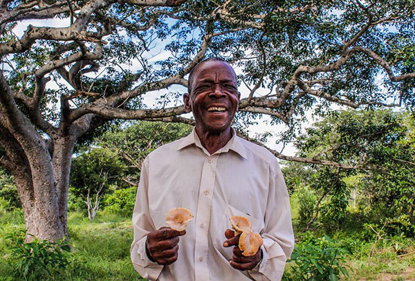 Happy old man showing off a nature benefit, giant mushrooms collected in the forest. Licuati is a forest reserve with a strong cultural value for local communities of Matutuíne region in Maputo city, Mozambique. BIOFUND is helping this communities to explore new and innovative financing mechanisms to support biodiversity conservation and promote community development. Location: Licuati Forest Reserve, Matutuíne, Maputo, Mozambique Photographer: Denise Nicolau
