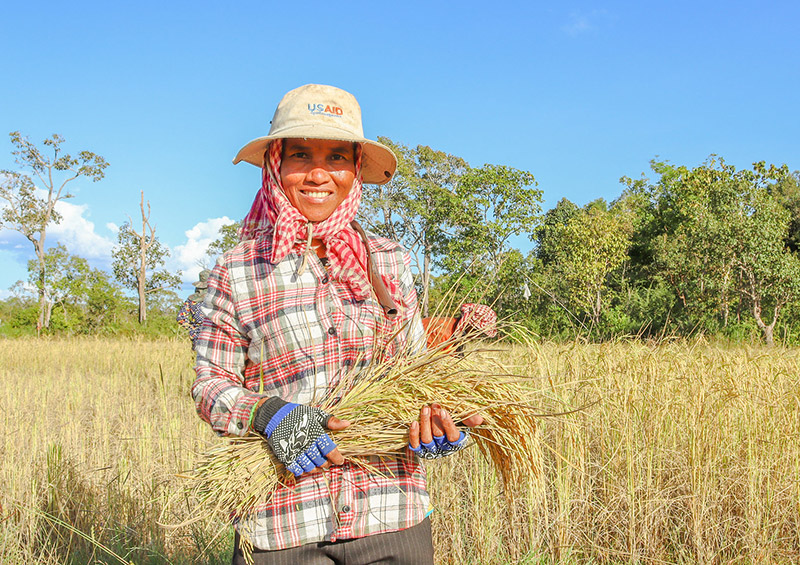 Mrs. Seng Long is harvesting her wildlife-friendly rice, IBIS Rice, in Prey Andoung Dangphlet Community Protected Area in Preah Vihear province, Northern Cambodia.